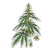Transparent CSL botanicals sticker #1