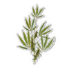 Transparent CSL botanicals sticker #2