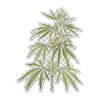Transparent CSL botanicals sticker #3