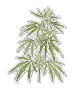 Transparent CSL botanicals sticker #3