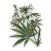 Transparent CSL botanicals sticker #4