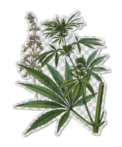 Transparent CSL botanicals sticker #4
